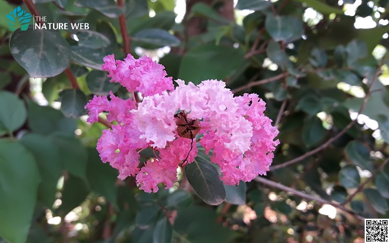 Common Crape Myrtle